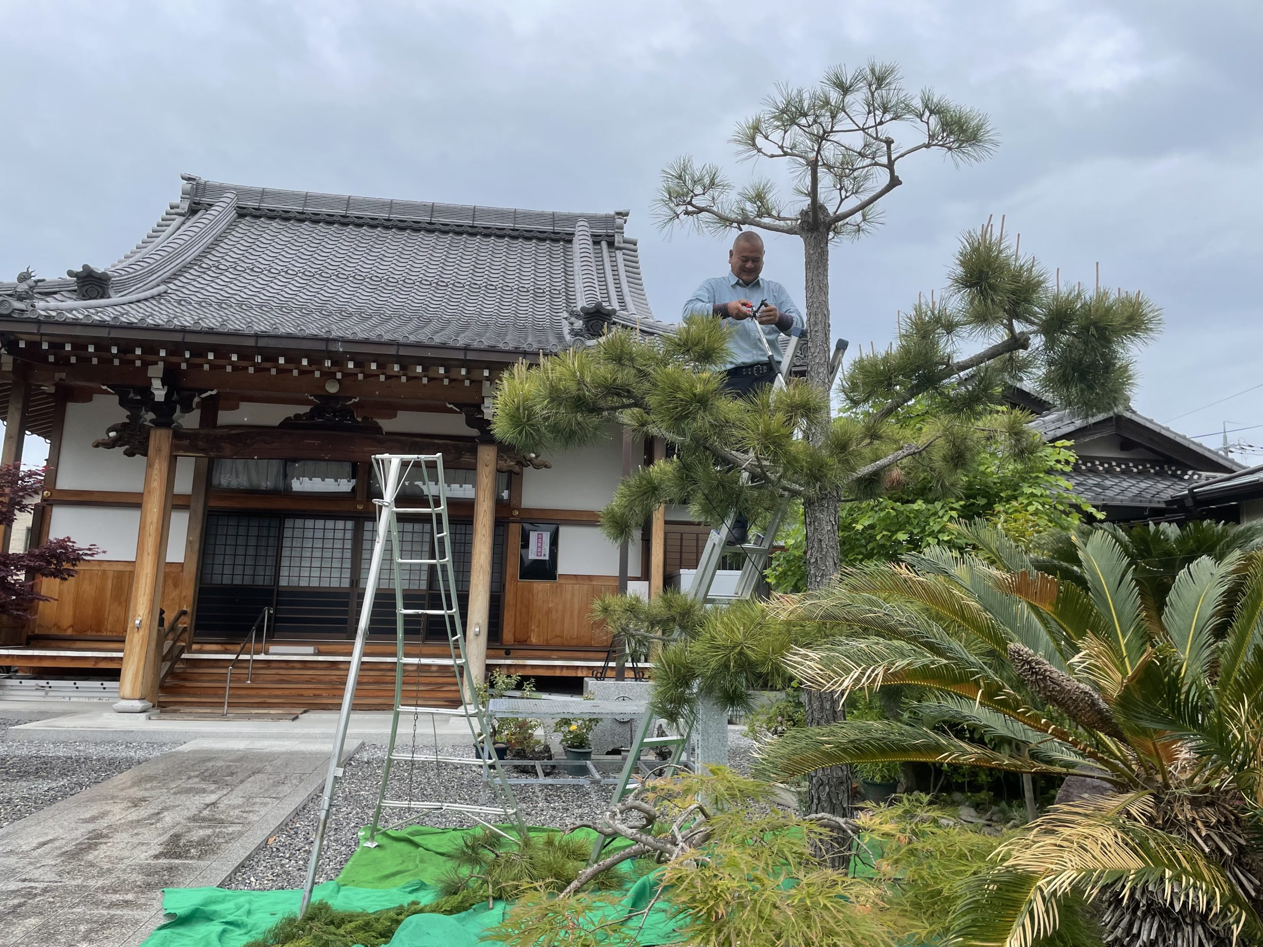 松がすっきりしました